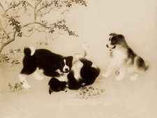 AKITA PUPPIES AT PLAY CHARMING