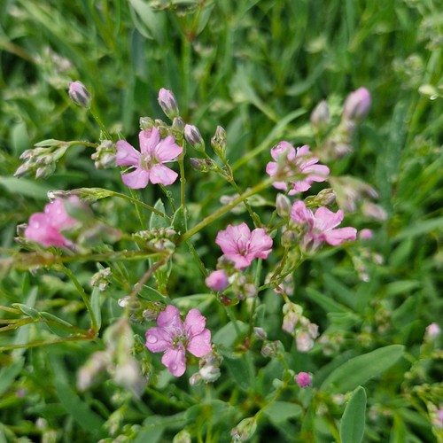 Gypsophilia repens creeping - gypsophilia,