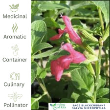 Herb Plant 9cm Pot | Culinary, Medicinal & Tea Herb – Healthy & Vigorous