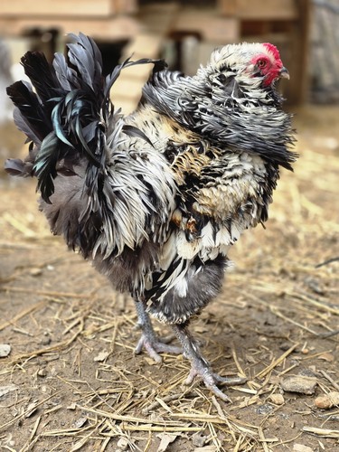 Frizzled easter egger - 6+,