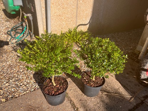 Buxus sempervirens large - buxus,