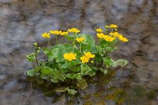 Caltha palustris marsh - palustris, (marsh