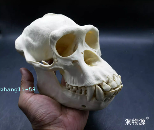 Chimpanzee skull specimen - 1:1,