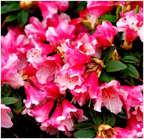 Litre dwarf rhododendron - 2,