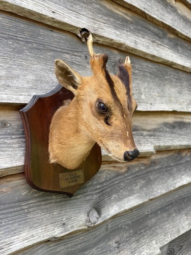 Muntjac deer shoulder mount - muntjac,