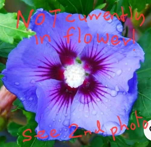 Hibiscus syriacus blue - hibiscus,