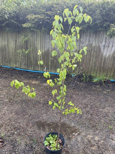 Silver birch tree - silver,