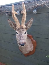 Taxidermy Roe Deer Head With