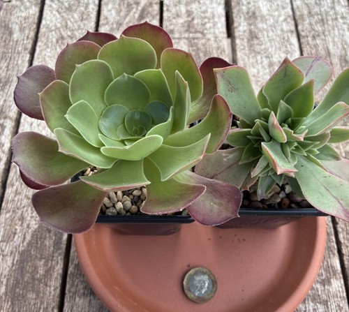 For succulent plants - succulent, end