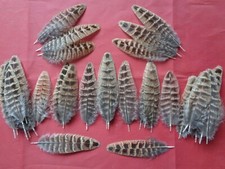 50 Hen Pheasant Inner Tail