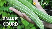 ? 100% Genuine Bangladeshi, Indian Snake Gourd, Chichinda Chichinga Seeds 