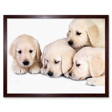 Puppy Puppies Baby Golden