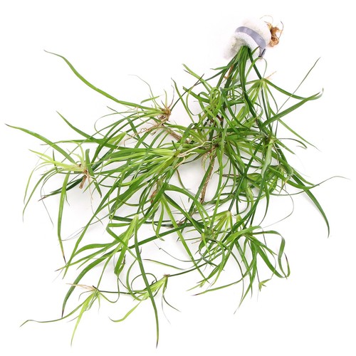 Juncus repens bunch - repens,