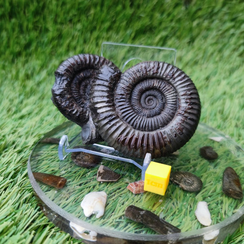 Double ammonite fossil