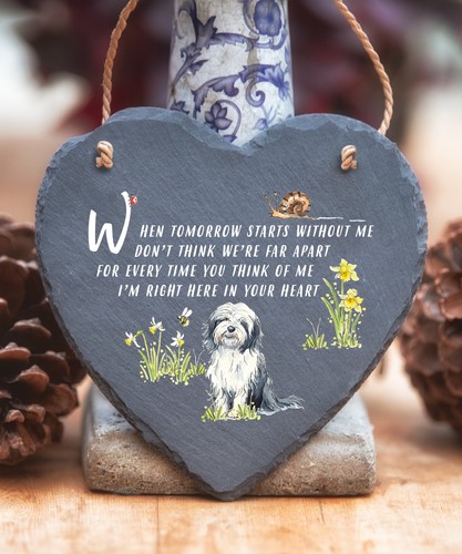Bearded collie when - collie,
