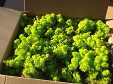 NEW Lichen Moss Model Scenery