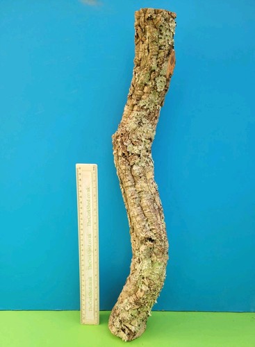 Cork bark branch 53cm snake - cork,