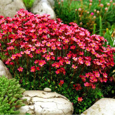 x3 Saxifraga Arendsii 'Rose Pink' Alpine  Rockery Perennial Plug Plants Pack x3