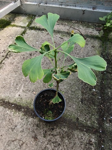Ginkgo biloba maidenhair tree - ginkgo,