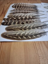20 Pheasant Feathers. Natural