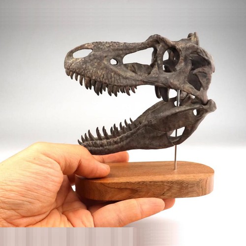 Gorgosaurus libratus skull - libratus,
