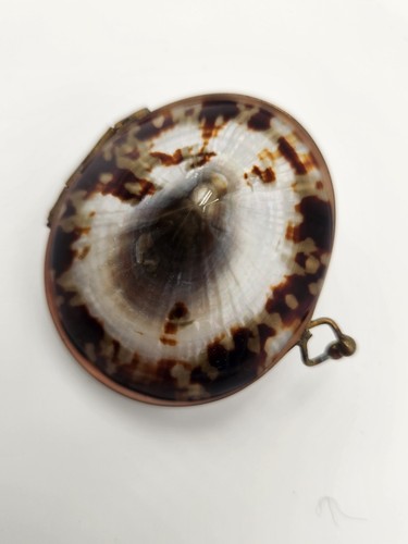 Vintage limpet shell trinket - vintage,