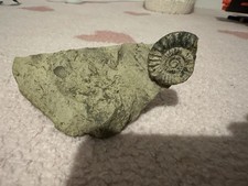 Stunning Ammonite Fossil