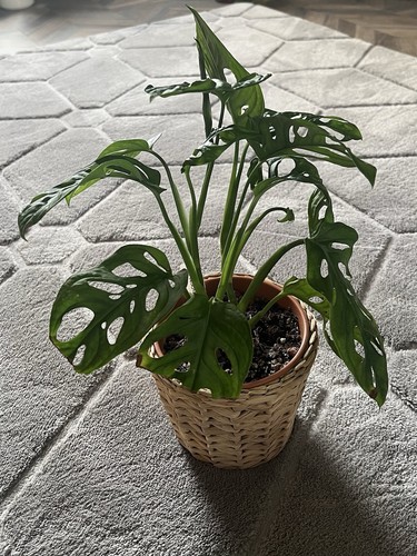 Monstera adansonii swiss - monstera,