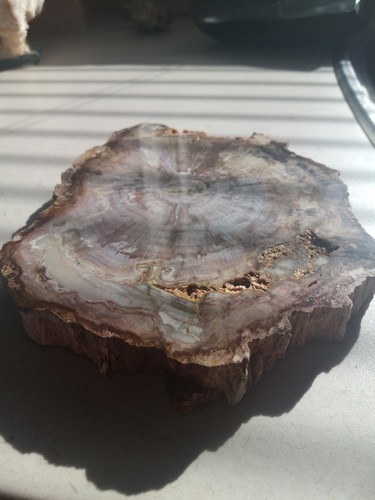 Large polished slice - large,