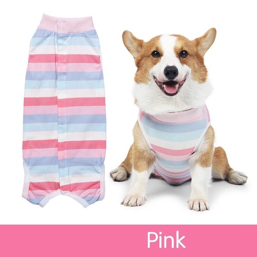 Pet dog recovery - dog,