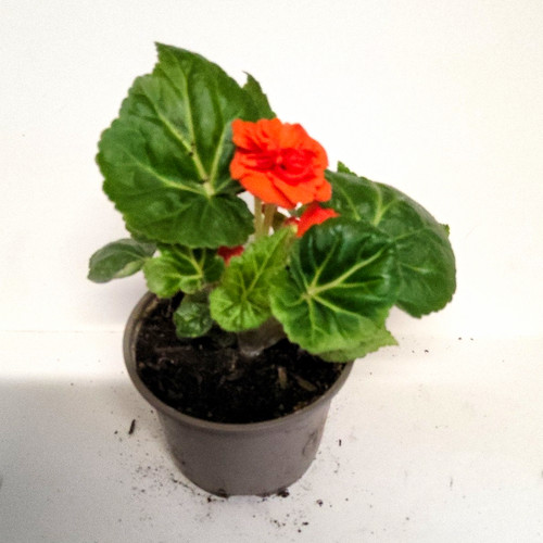 Begonia potted plant - begonia,
