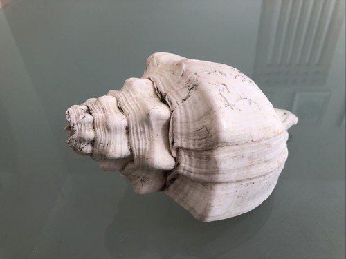 Large 19cm long horse whelk - 19cm,