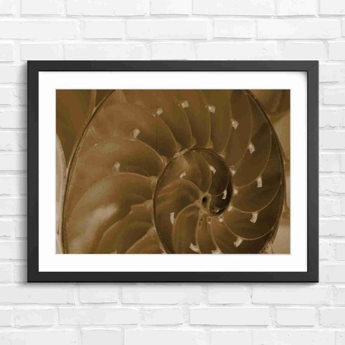 Natural nautilus shell spiral - natural,