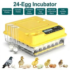Eggs fully automatic - eggs,