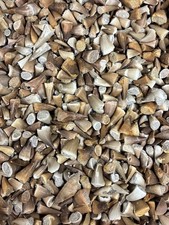 🦖Mosasaur Tooth Fossil | 2–3cm | 3-4cm | Moroccan Marine Reptile | High Quality