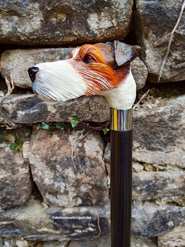 Parson russell hairy jack - 'parson, russell/hairy