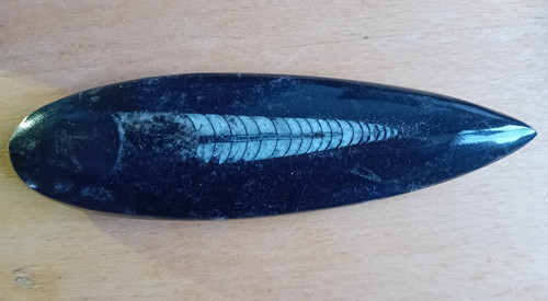 Orthoceras nautiloid fossil