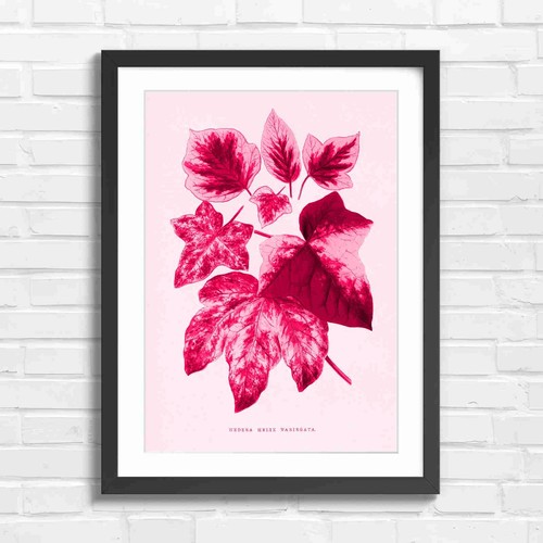 Variegated ivy botanical - variegated,