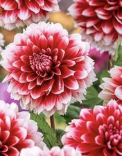 4 x Dahlia Red Empire Bulbs–