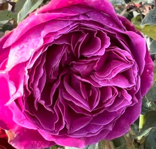 Pure poetry mauve hybrid - poetry,
