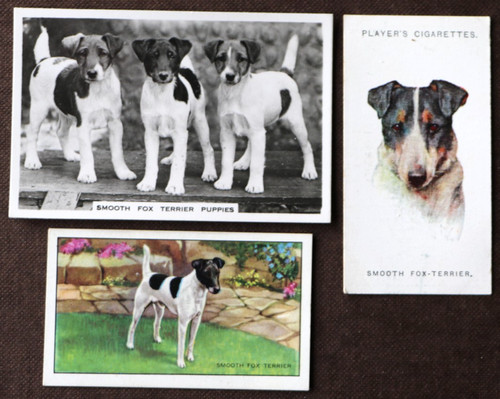 Smooth fox terrier 3 - smooth, x