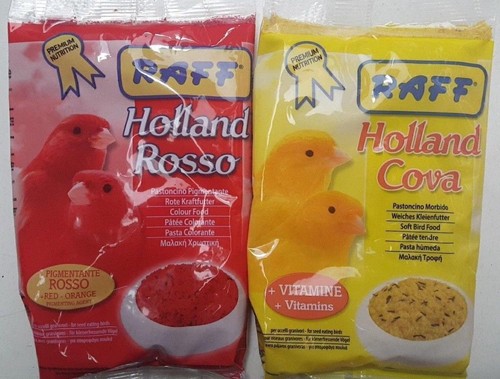 Red factor canary - factor!!!, nest