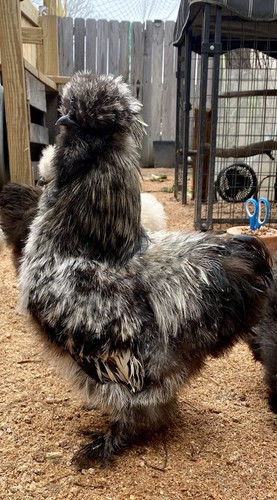 Show quality silkie - 6,