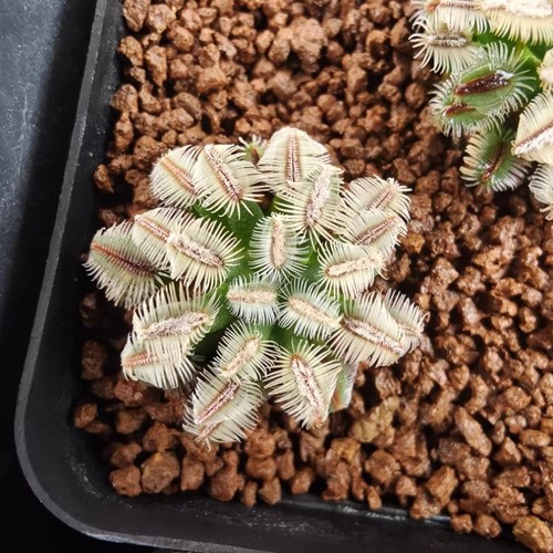 2cm succulent cactus plant - 2cm,