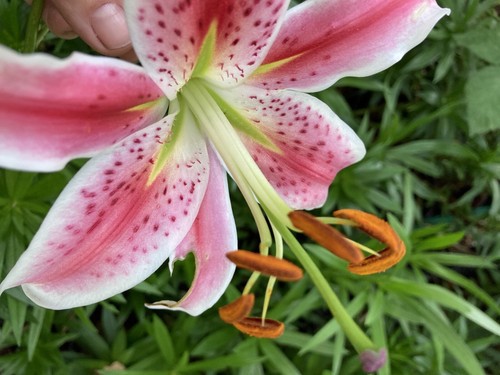 Three tiger lily - tiger, lilium