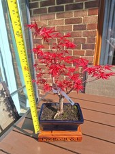Acer deshojo bonsai tree in 18