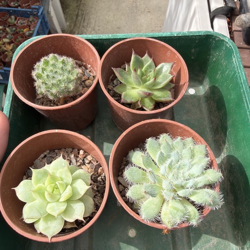 Mixed succulent collection - , of