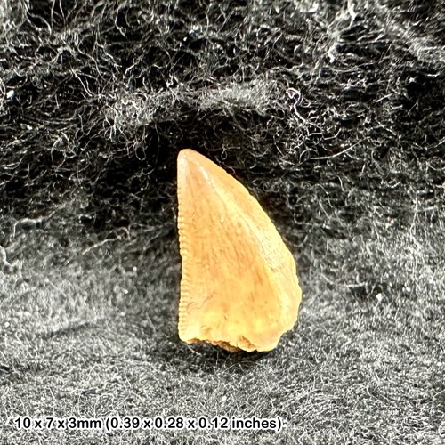 Raptor tooth deltadromeus - raptor,