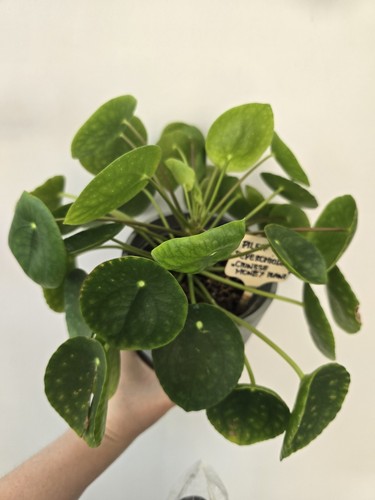 Pilea peperomioides chinese - peperomioides,