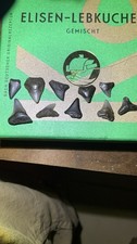 Authentic Fossil Shark Teeth